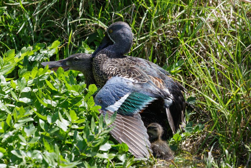 This duck is found in Australasia and easily identifiable due to the large bill. This duck is found in Australasia and easily identifiable due to the large bill.