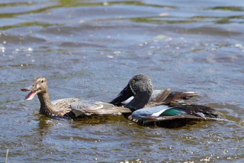 This duck is found in Australasia and easily identifiable due to the large bill. This duck is found in Australasia and easily identifiable due to the large bill.