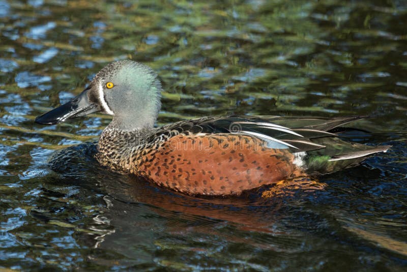 This duck is found in Australasia and easily identifiable due to the large bill. This duck is found in Australasia and easily identifiable due to the large bill.