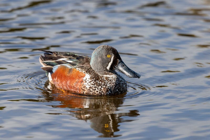 This duck is found in Australasia and easily identifiable due to the large bill. This duck is found in Australasia and easily identifiable due to the large bill.