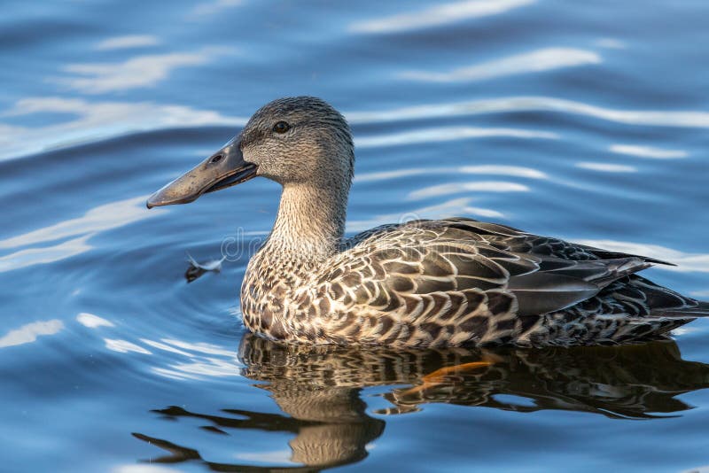 This duck is found in Australasia and easily identifiable due to the large bill. This duck is found in Australasia and easily identifiable due to the large bill.