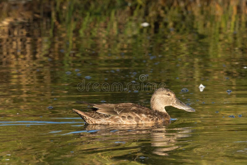 This duck is found in Australasia and easily identifiable due to the large bill. This duck is found in Australasia and easily identifiable due to the large bill.