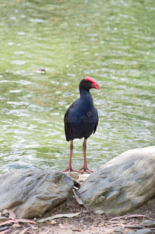 Australasian Swamphen on Pond Bank. Australasian swamphen or porphyrio melanotus bird standing on rocks at edge of pond stock photo Australasian Swamphen on Pond Bank. Australasian swamphen or porphyrio melanotus bird standing on rocks at edge of pond stock photo