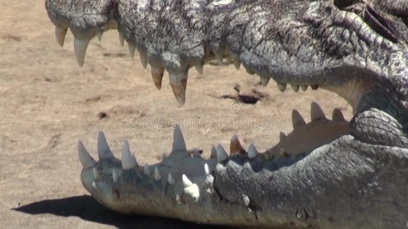 Australia, alligator river, kakadu, a marine crocodile resting on the shore
