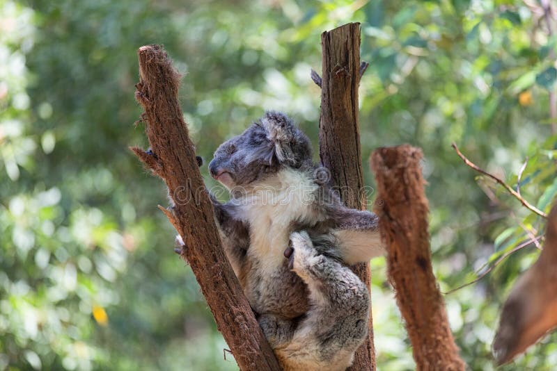 1 551 Baby Koala Photos Free Royalty Free Stock Photos From Dreamstime 1 551 Baby Koala Photos Free Royalty Free Stock Photos From Dreamstime