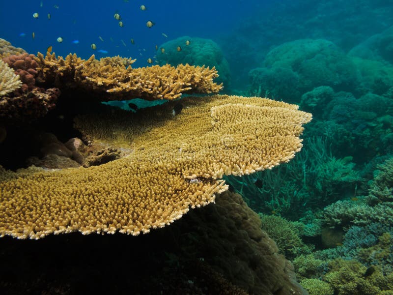 Australia bariery zakończenia koralowa wielka rafa wielki