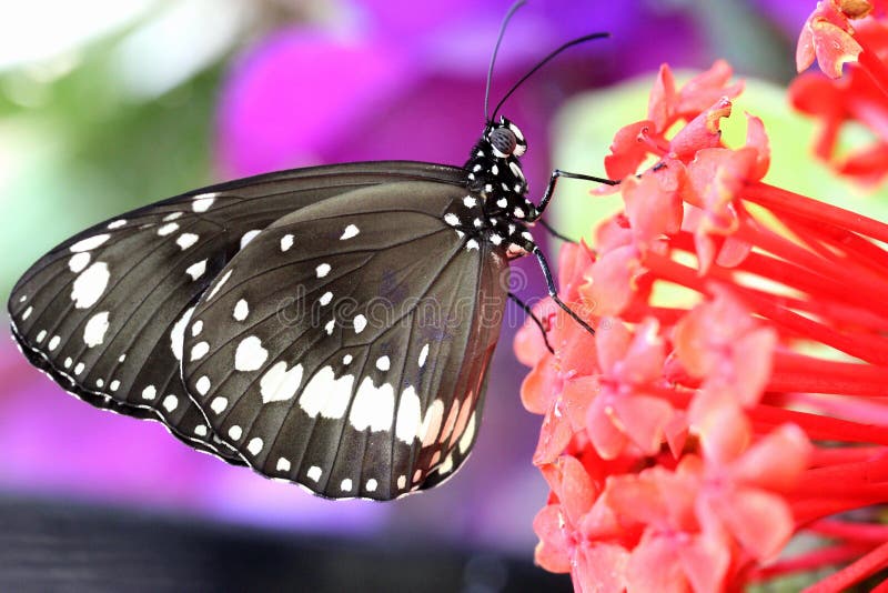 Australia Black and White Crown Butterfly Stock Photo Image of body