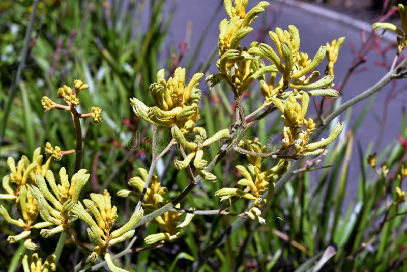 Blooming Kangaroo Paw Flowers Stock Photo Image of botanical, foliage
