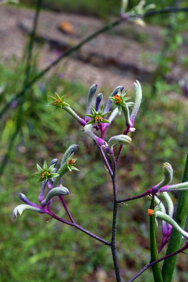 Australia, Botany, Kangaroo Paw Stock Image Image of flora, colorful