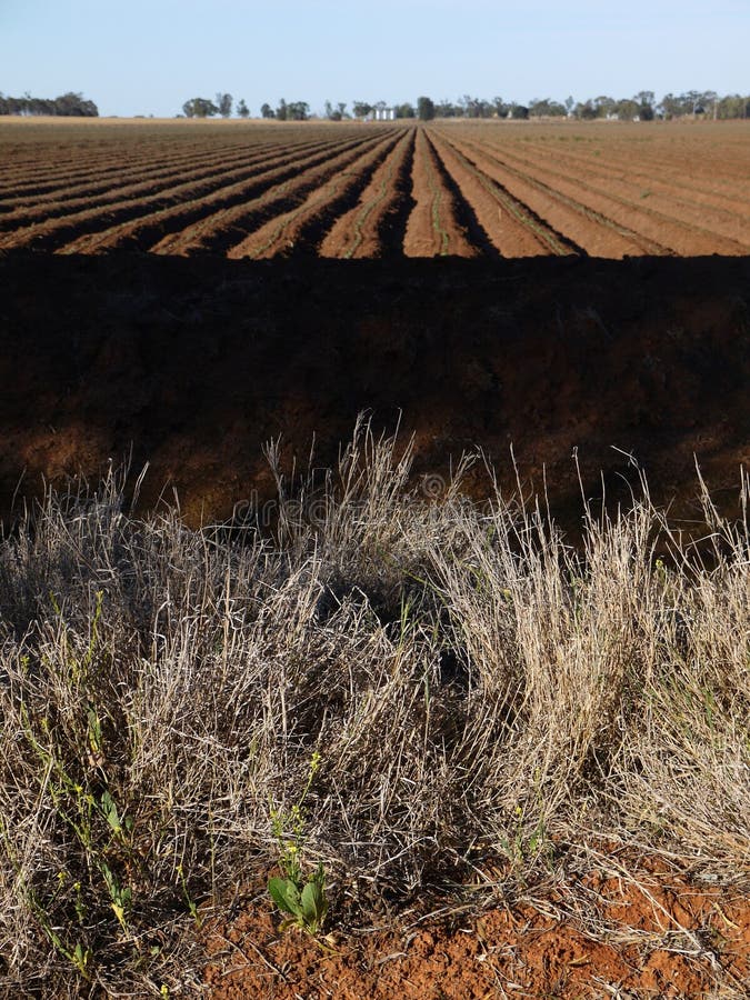 Australia Cotton Field Irrigation Ditches Stock Photo Image of