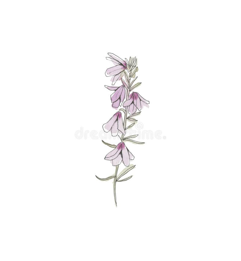 Australia Flower Sketch. Flannel.Isolated on a White Background. Stock ...