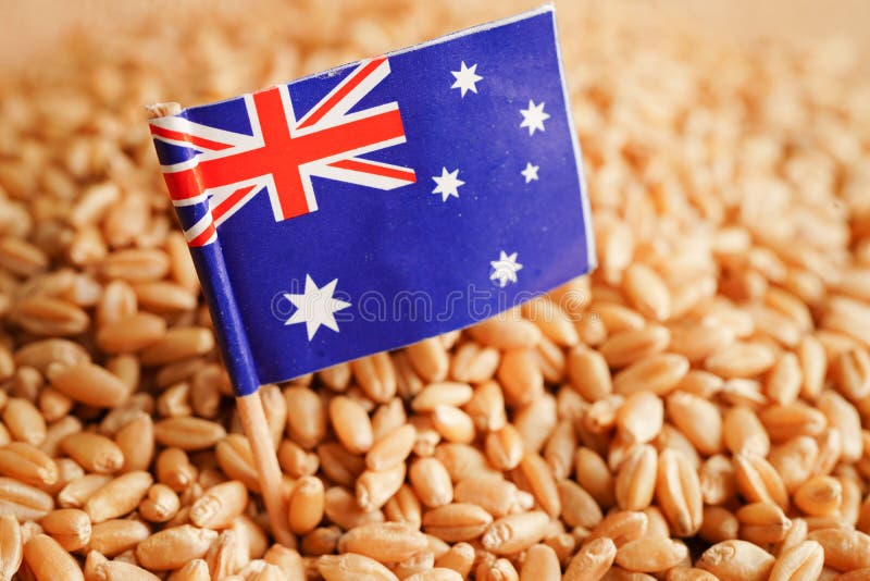 Australia on Grain Wheat, Trade Export and Economy Concept Stock Photo ...