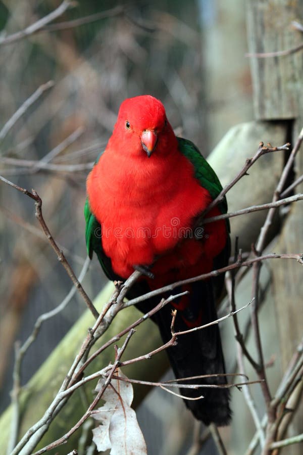 Australia king parrot