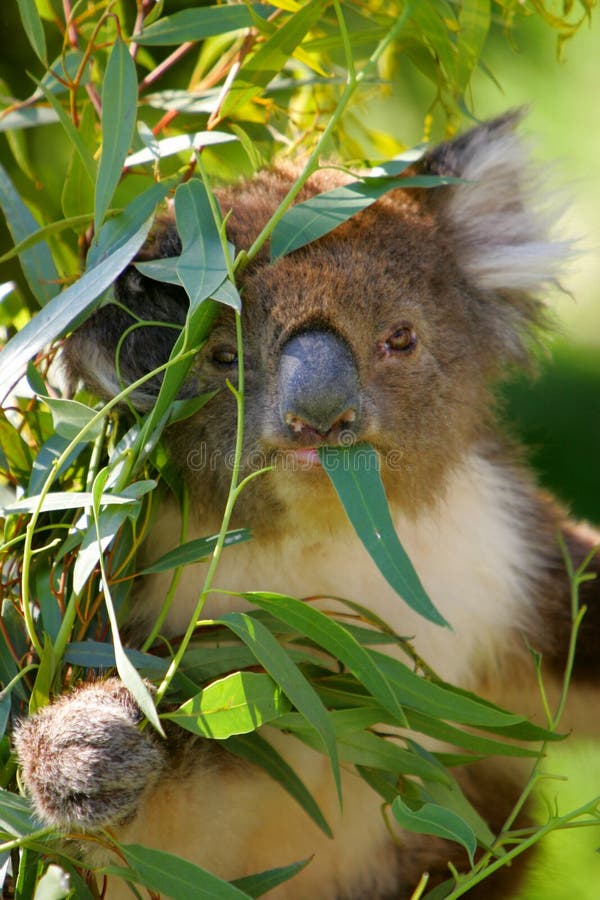 Koala Bear Mother with Baby Climbing Tree Stock Image Image of koala