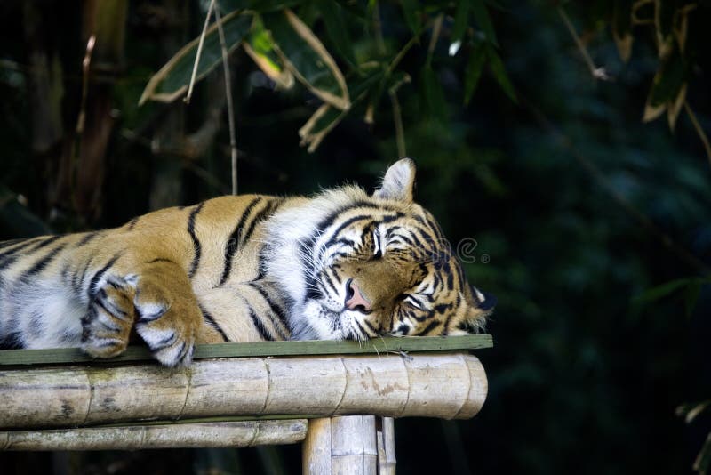 In Australia, la tigre fresca di sonno, non prova a svegliarsi immagini stock libere da diritti In Australia, la tigre fresca di sonno, non prova a svegliarsi immagini stock libere da diritti