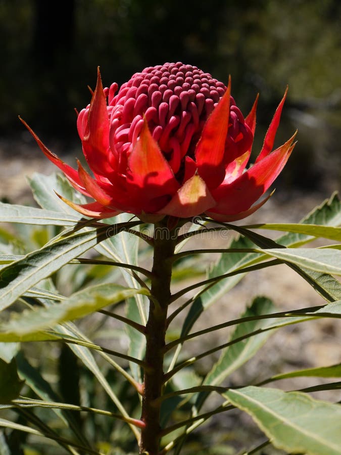 Australia: native waratah flower - v stock photos