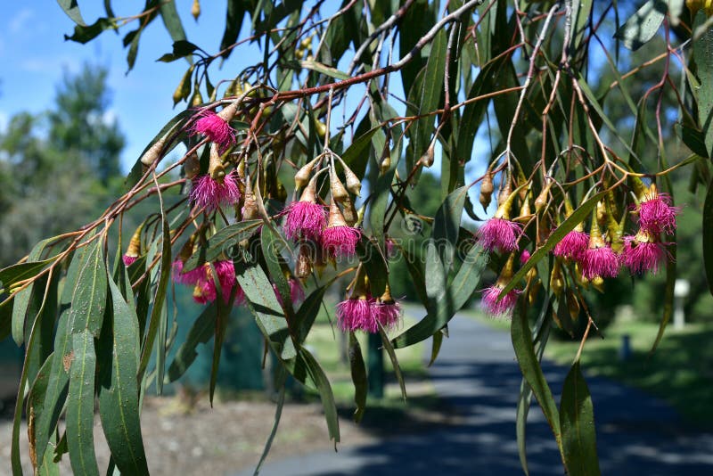 Australia, Victoria, Melbourne, Botany, Eucalyptus Stock Photo Image