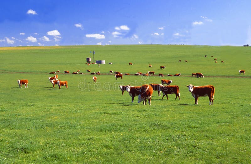 Australia: W Wiktoria te krowy są szczęsliwe mieć świeżych zielonych gras karmić