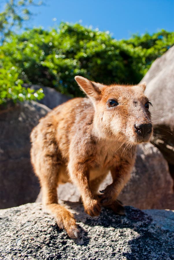 Walabia skalna, Wyspa Magnetyczna, Australia fotografia stock