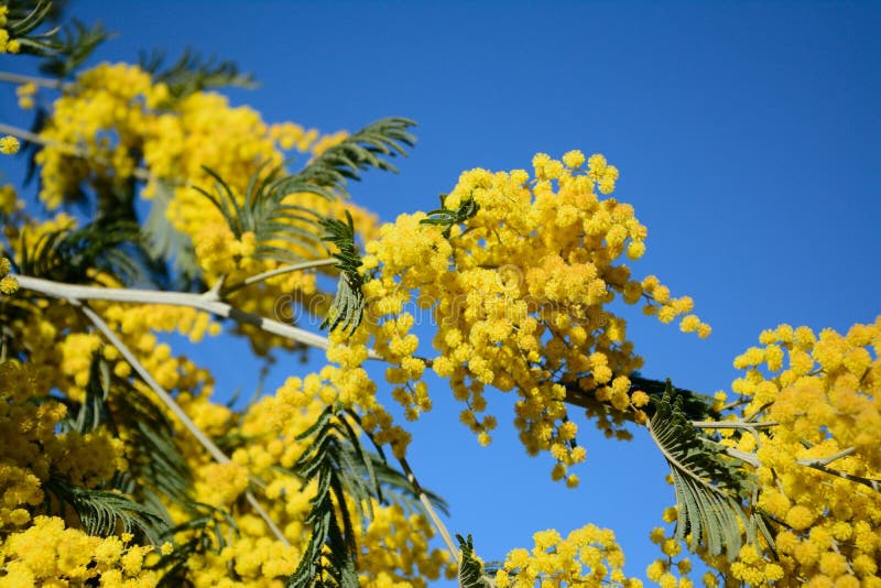 Australian Acacia Flower, Also Known As Mimosa Stock Photo - Image of mimosa,  seasonal: 59043746