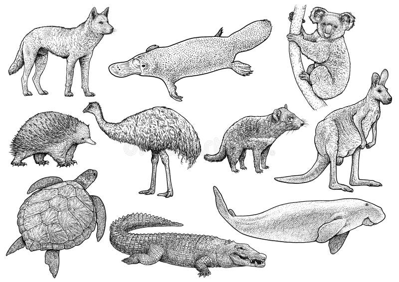 Mange noget Ambitiøs Australian Animal Collection Illustration, Drawing, Engraving, Ink, Line  Art, Vector Stock Vector - Illustration of contour, collection: 113411143