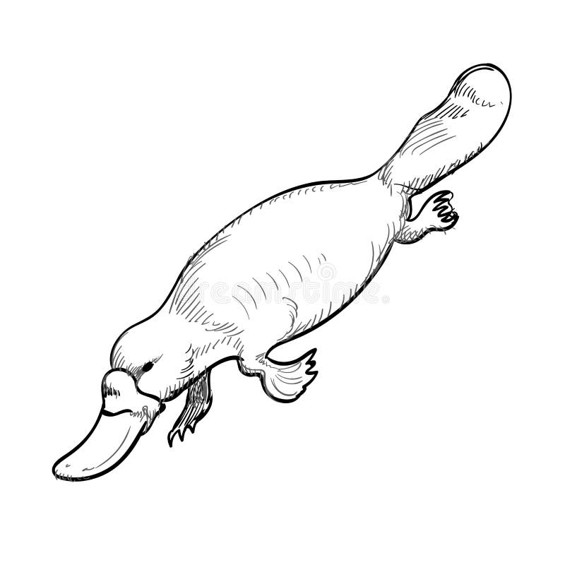 Featured image of post Platypus Clipart Black And White The graphics fairy is a resource for home decorators graphics designers and crafters