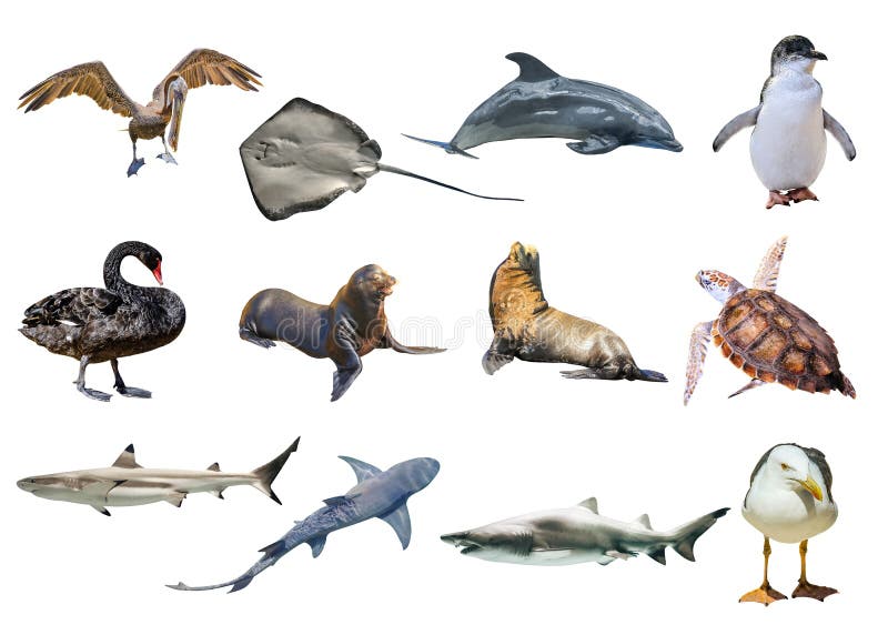 Australian animals collage