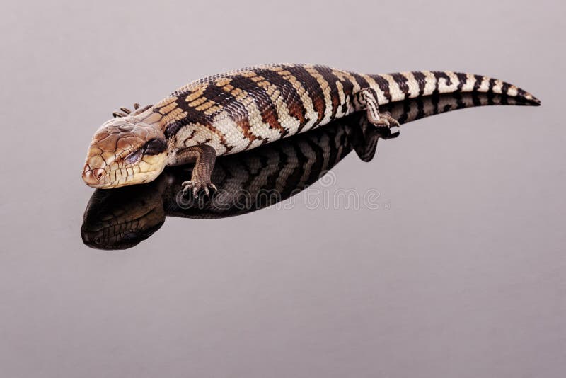 Australian Baby Eastern Blue Tongue Lizard closeup of sleeping isolated on reflective [black] perspex base with copy space in horizontal