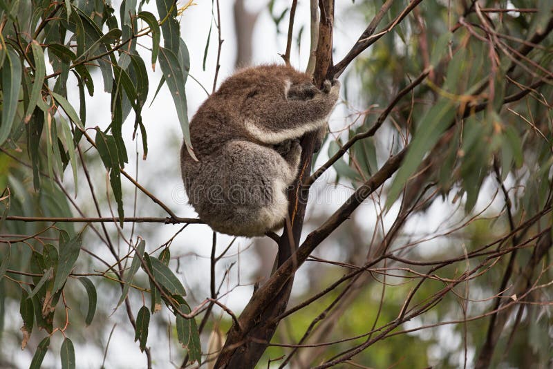 Australia Baby Koala Bear and Mom Sitting on a Tree Stock Image Image