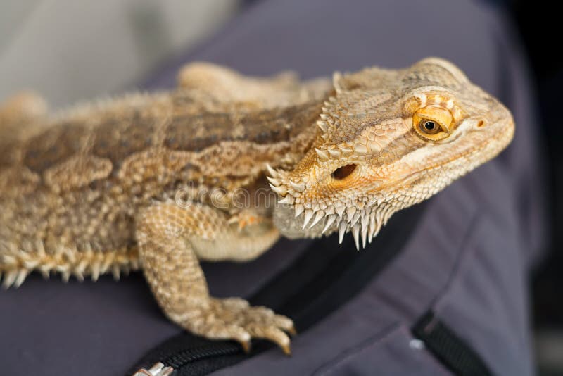 Australian Bearded Dragon stock image. Image of beauty 25952921