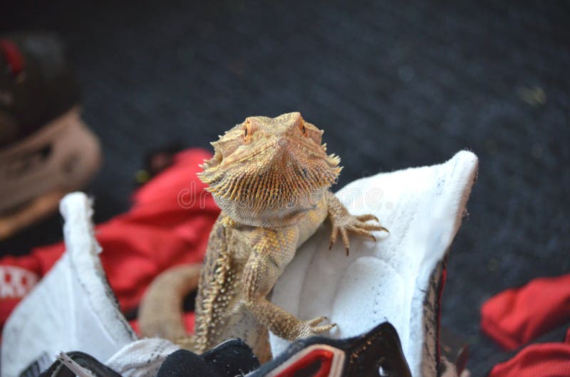 Australian Bearded dragon pet lizard stock images Australian Bearded dragon pet lizard stock images