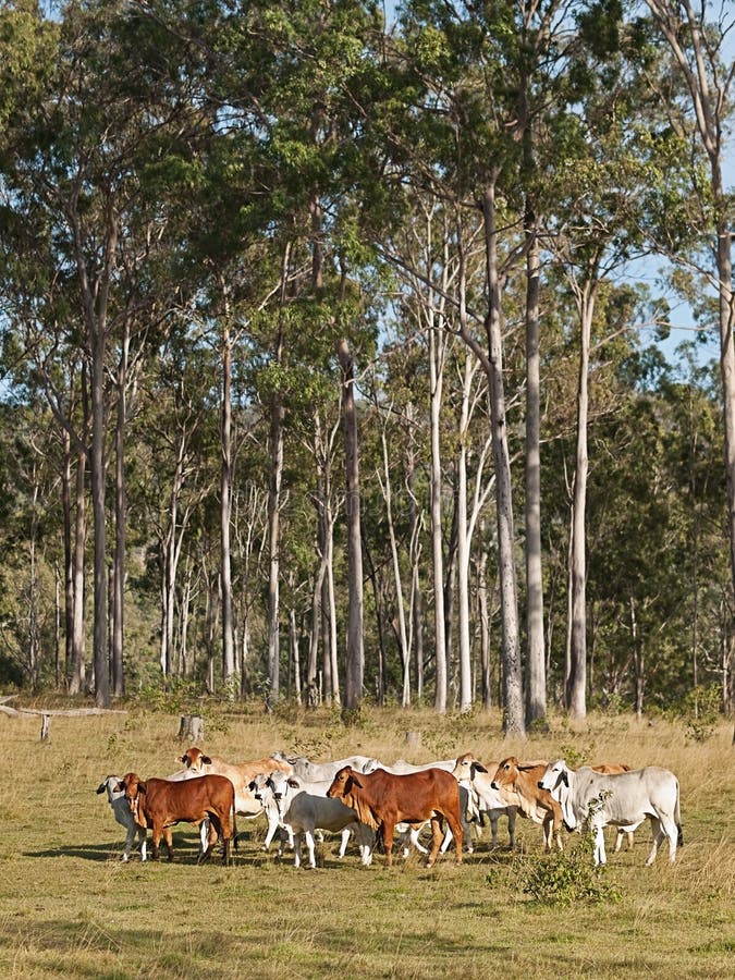 Australian beef cattle herd