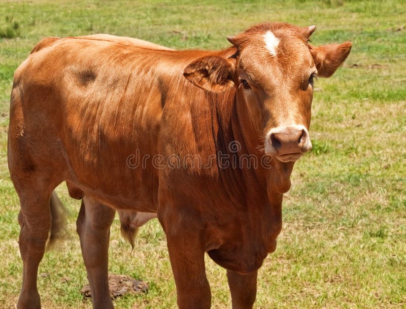 Australian Beef Cattle, Young Hereford Angus Cross Stock Image Image