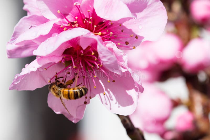 Australian Bee and Flower stock photo. Image of honey 117723458