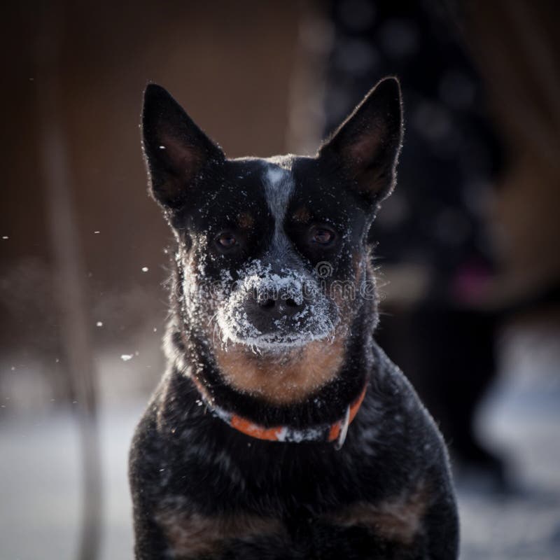 Australian Blue Cattle Dog with Easteuropean Shepherd Dog on the
