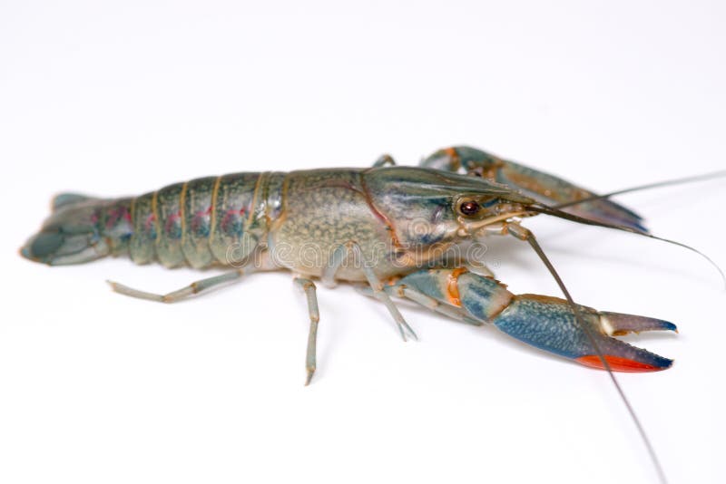 Australian blue crayfish stock photo. Image of conservation 79016798