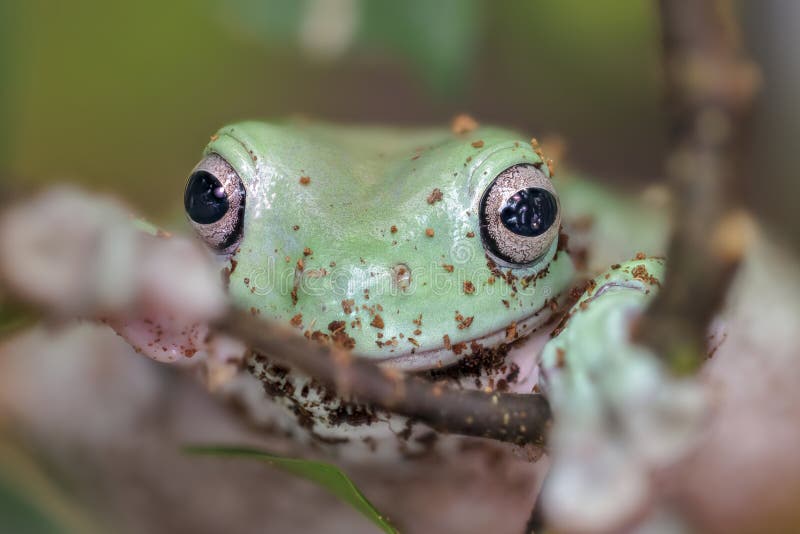 Australian Blue Tree Frog, Litoria (Litoria Caerulea Stock Photo