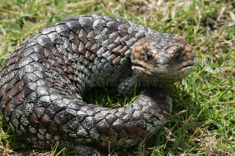 Australian Bobtail stock image Australian Bobtail stock image