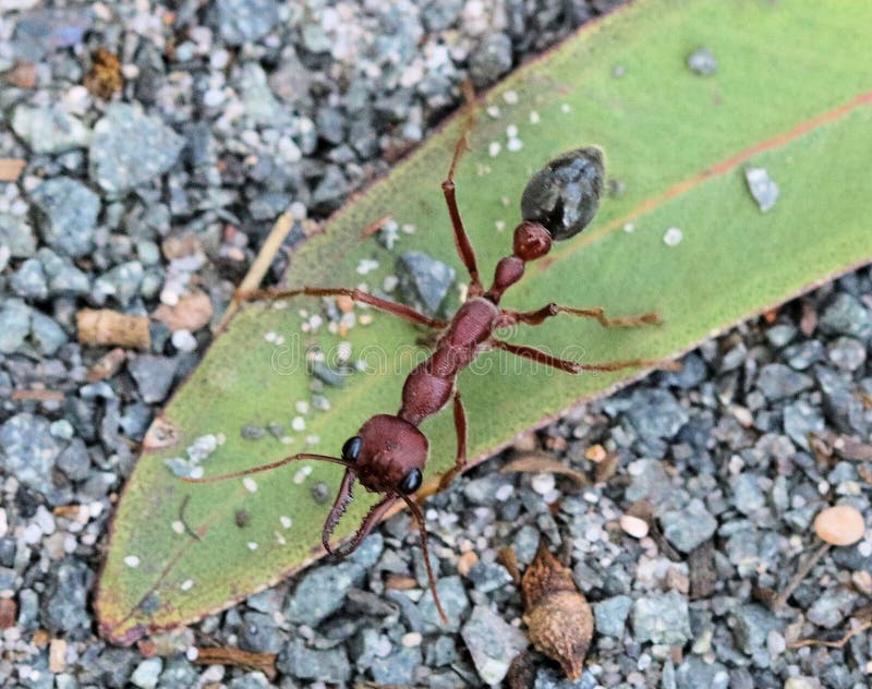 are bulldog ants the only australian ant species