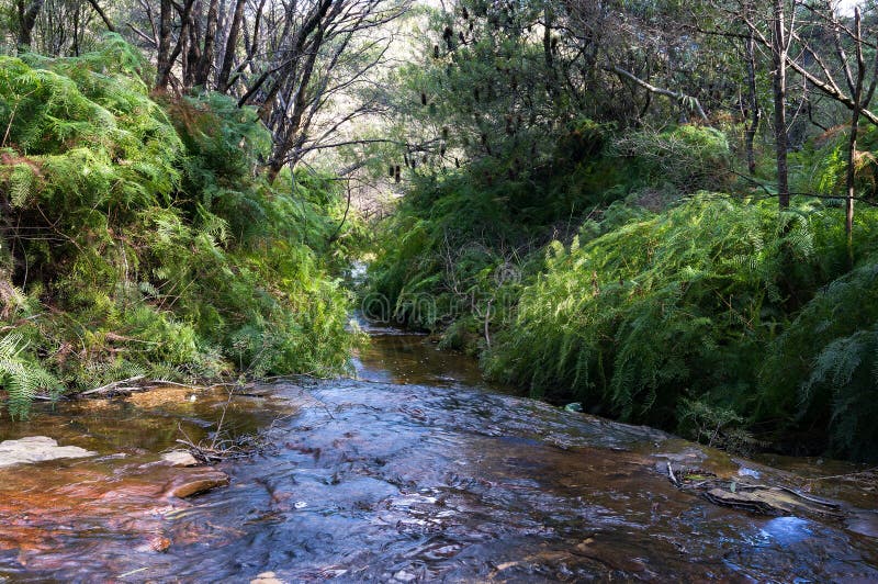 Australian Bush Creek, Wentworth Falls Stock Photo - Image of landscape ...