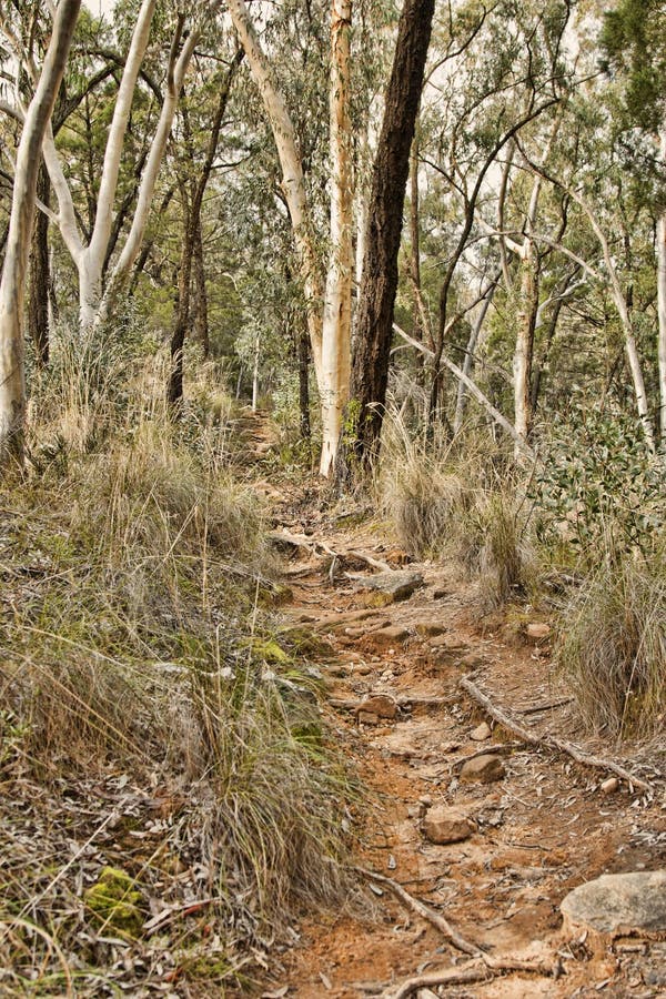 Australian Bush stock photo. Image of rock, nature, palnts 
