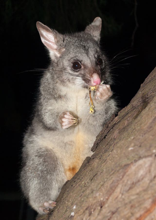 Australian Bush Tailed Possum Climbing Up a Tree Stock Photo Image of