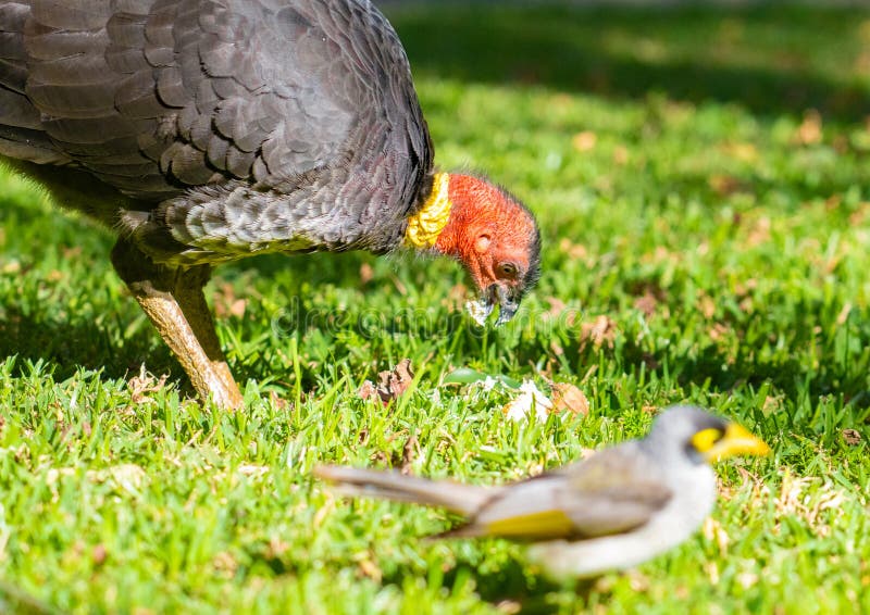 Australian Bushturkey with Bright Red Head Foraging on Lawn Stock