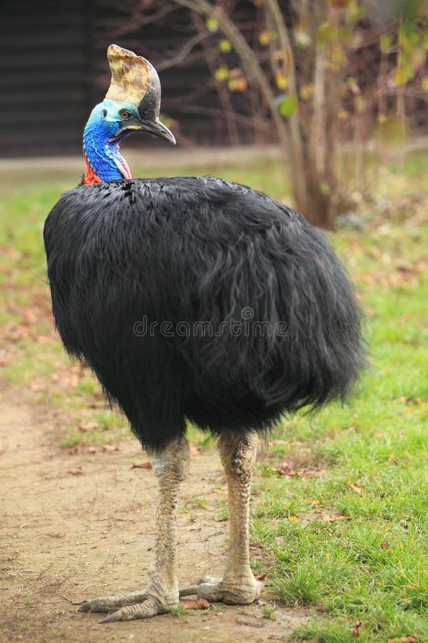 Australian cassowary stock images