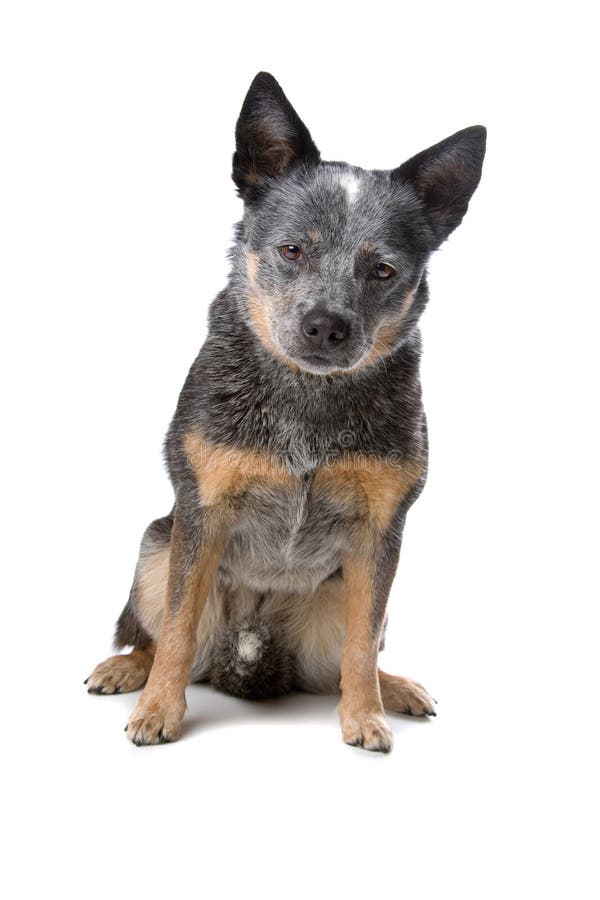 Australian Cattle Dog (red Coat) Stock Image Image of canine, white