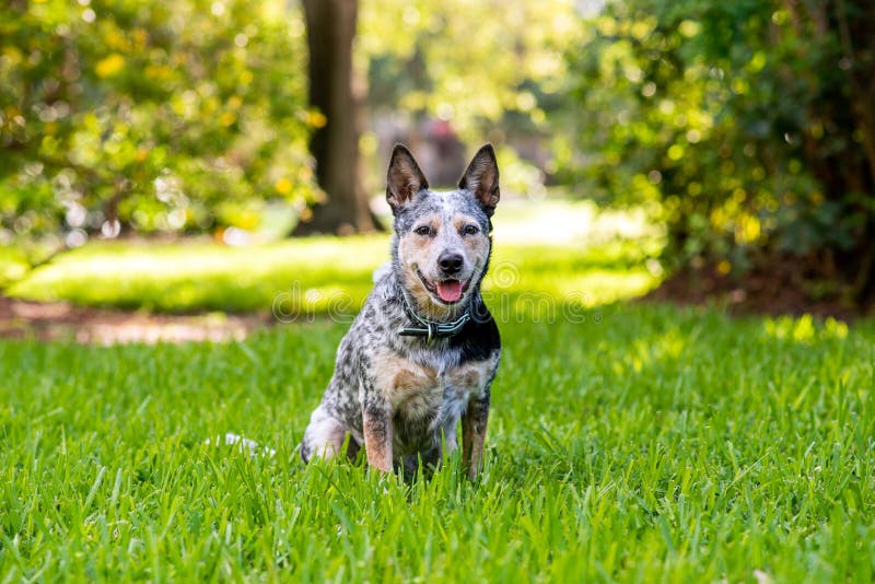299 Blue Heeler Sitting Stock Photos - Free & Royalty-Free Stock Photos  from Dreamstime