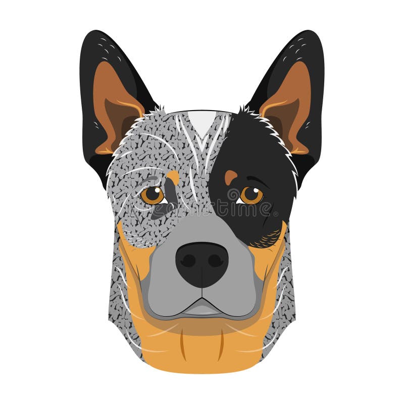 Australian Cattle Dog Cartoon Stock Vector Illustration of cartoon