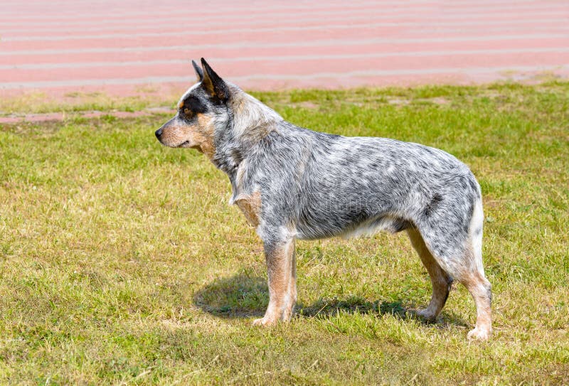 Australian Cattle Dog in profile. royalty free stock image Australian Cattle Dog in profile. royalty free stock image