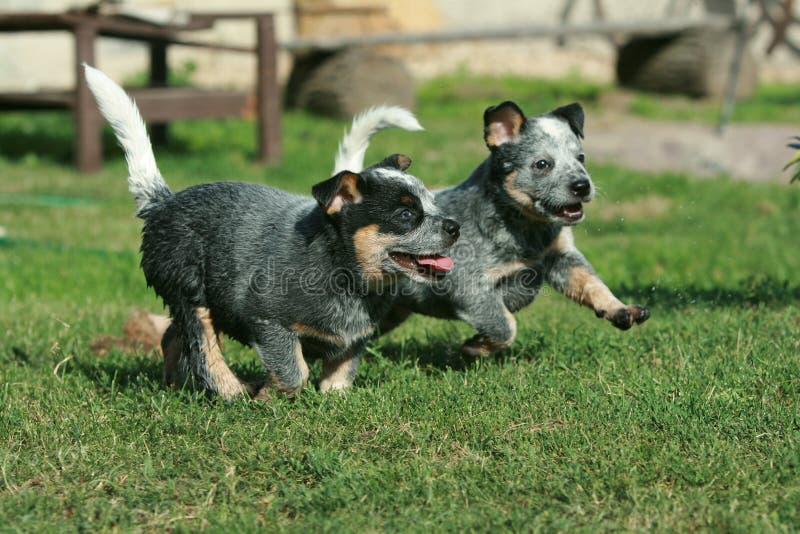 Austrálsky dobytok pes šteňatá beh v záhrada.
