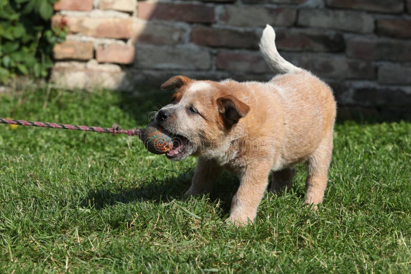Australian Cattle Dog Puppy Playing Stock Image Image of play